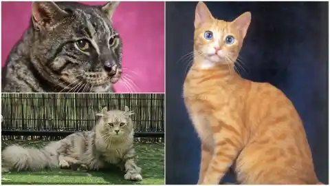 Imagen 1 de Conoce algunas de las razas felinas consideradas extintas o potencialmente extintas