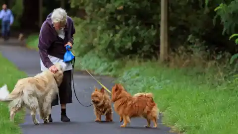Imagen 1 de Cuando dos correas se cruzan: cómo sobrevivir y disfrutar los paseos con más de un perro