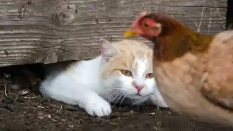 Imagen 1 de Dos gatos logran sobrevivir a la gripe aviar y ofrecen nuevas claves sobre la infección