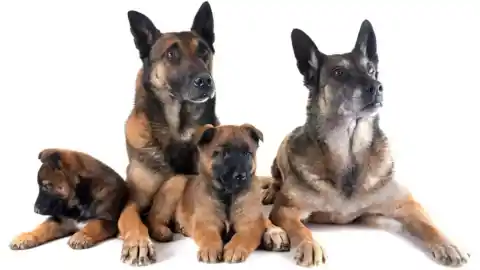 Imagen 1 de Una investigación muestra el impacto de la edad paterna en las mutaciones de perros