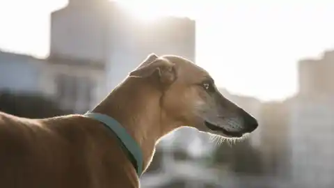 Imagen 1 de Confirmado por la Ley de Propiedad Horizontal: qué ocurre si un vecino lleva al perro sin bozal en las zonas comunes