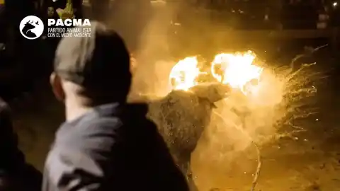Imagen 1 de Pacma carga contra el Toro Júbilo de Medinaceli: "Fuego fallido, organización desbordada y banderas franquistas"