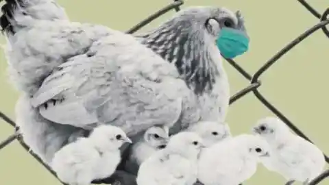 Imagen 1 de Prohibición de criar gallinas al aire libre en toda España por la influenza aviar: preguntas y respuestas