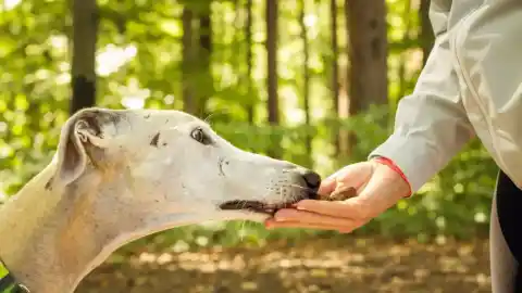 Imagen 1 de Cuidado con las bellotas, un riesgo otoñal para los perros