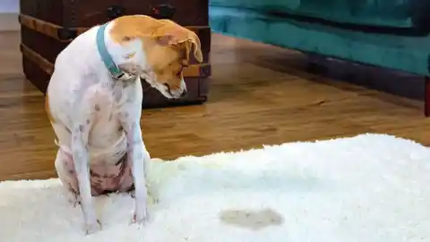 Imagen 1 de Qué hacer cuando nuestro perro marca por toda la casa