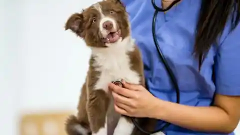 Imagen 1 de Soplos cardíacos: un estudio detecta falta de derivación al especialista