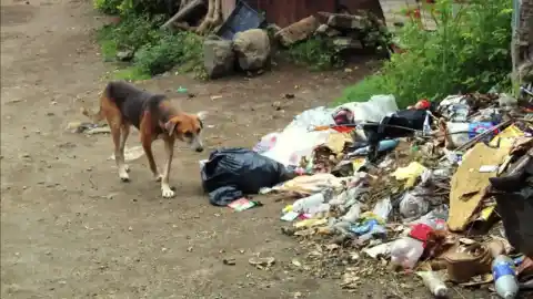 Imagen 1 de Los perros callejeros en El Salvador, situación, legislación y el nuevo plan de rescate de Bukele