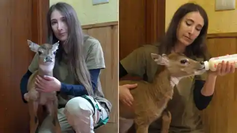 Imagen 1 de Nace en Safari Madrid June, una cría de nilgó, el antílope asiático de mayor tamaño