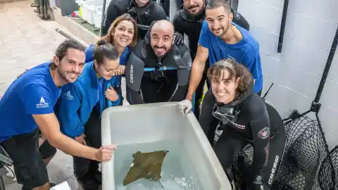 Imagen 1 de Nace en el Oceanogràfic la primera cría de "raya cara de vaca", especie en peligro crítico de extinción