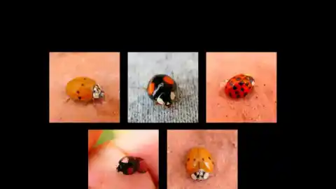 Imagen 1 de Los 'looks' de la mariquita asiática multicolor