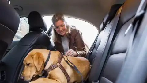 Imagen 1 de Cómo preparar a tu perro para que viaje relajado y sin estrés