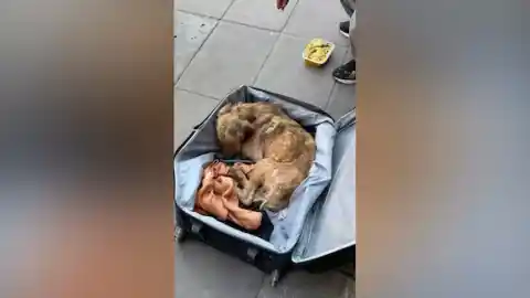 Imagen 1 de Encuentran a un perro atrapado en una maleta y consiguen salvarle gracias a las redes sociales