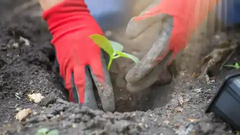 Imagen 1 de ¿Cuántos árboles caben en 117 campos de fútbol? Son los que ha plantado Cofidis