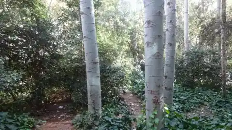 Imagen 1 de ¿Puedes encontrar el mirlo en menos de 30 segundos?