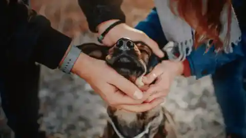 Imagen 1 de Un estudio sugiere que convivir con un perro puede fortalecer la relación de pareja