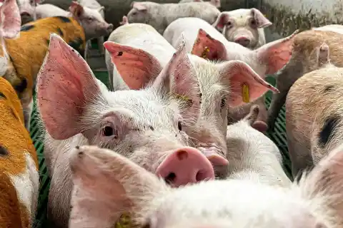 Imagen 1 de La Comisión Europea deja las principales zonas productoras de Cataluña fuera de la zona de restricciones por la peste