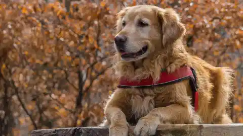 Imagen 1 de ¿Afecta la calefacción a nuestras mascotas? Seis aspectos a tener en cuenta