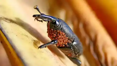 Imagen 1 de El escarabajo invasor transportador de ácaros