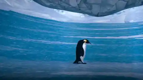 Imagen 1 de Te invitamos a vivir la Antarctica Experience