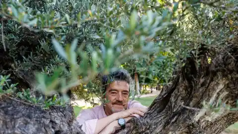 Imagen 1 de “Todo olivo tiene siete mil años”