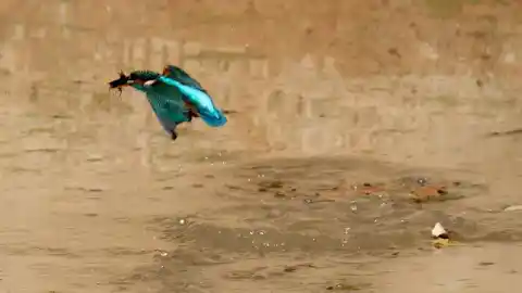 Imagen 1 de El pequeño martín pescador da caza al pez invasor del pantano de Vallvidrera