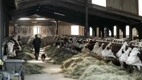 Imagen 1 de Así influye la crisis climática en la expansión del virus que provoca una crisis bovina en España