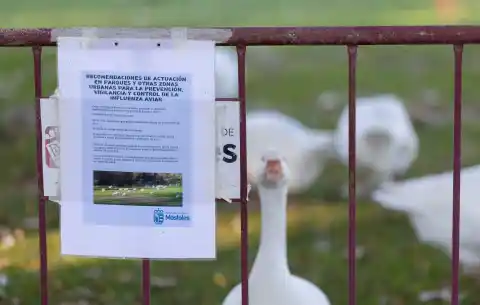 Imagen 1 de Madrid sacrifica a casi medio millón de gallinas por un brote de gripe aviar en Valdemoro