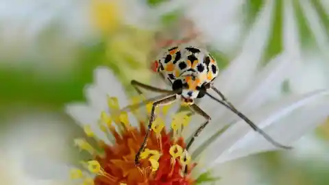 Imagen 1 de El sentido espiritual de “nomeolvides”