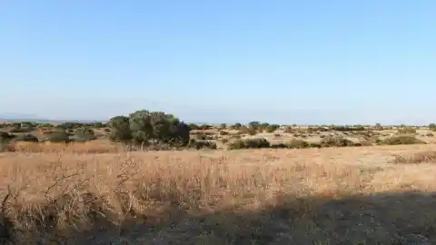 Imagen 1 de ¿Eres capaz de ver a los aguiluchos en menos de 30 segundos?