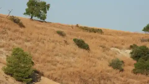 Imagen 1 de Reto visual: ¿Eres capaz de ver al aguilucho en menos de 30 segundos?