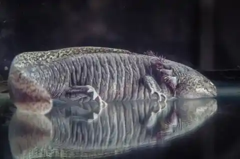 Imagen 1 de Gorda, la codiciada ajolote que hizo que dejaran de circular 10 millones de billetes de 50 pesos en México