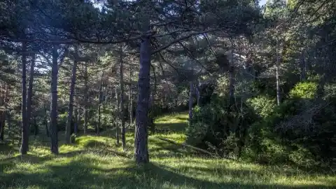 Imagen 1 de Un proyecto avala las quemas controladas para prevenir grandes incendios forestales