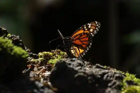 Imagen 1 de La mariposa monarca regresa a México: cuándo es la mejor temporada para verlas, cuáles son los santuarios y cómo cuidarlas