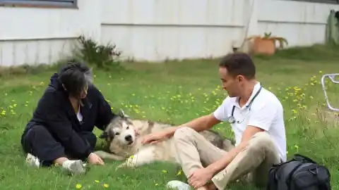 Imagen 1 de La empresa que acompaña a las familias en la despedida de sus mascotas