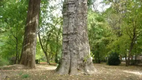 Imagen 1 de El árbol más alto y el más viejo de Madrid