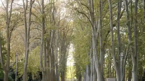 Imagen 1 de Girona estudiará el riesgo de caída de los 2.500 plátanos de la Devesa