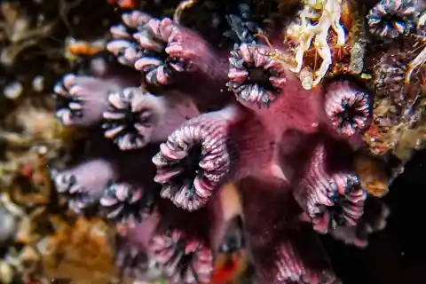 Imagen 1 de La investigadora que redescubrió un coral solitario que se creía extinto en Galápagos