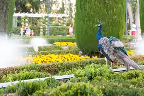 Imagen 1 de Madrid aplica medidas contra la gripe aviar tras descubrir un pavo real infectado en El Retiro