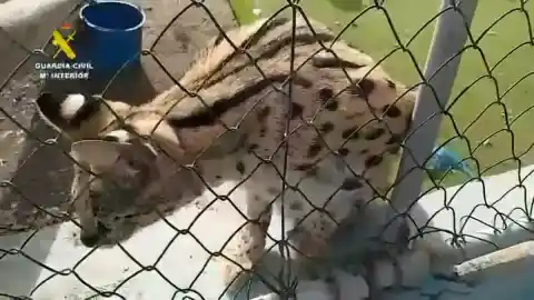 Imagen 1 de Tres investigados en Las Palmas de Gran Canaria por tener cinco felinos salvajes africanos