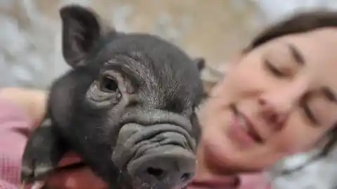 Imagen 1 de La Policía Local de Palma interviene en el atropello de un cerdo vietnamita