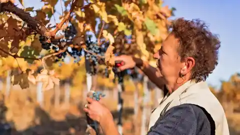 Imagen 1 de “Vinos menos frescos, con mayor grado alcohólico y un color más tenue, con aromas más semejantes a la fruta cocida”: cómo el cambio climático desdibuja la personalidad de los vinos