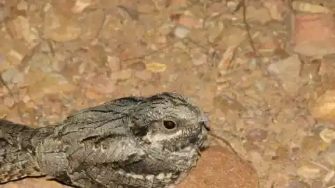 Imagen 1 de El curioso origen del nombre del chotacabras