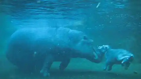 Imagen 1 de Superlunas, hipopótamos, lucha de robots y más imágenes del día.