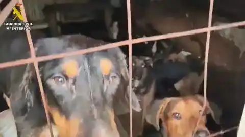 Imagen 1 de La Guardia Civil rescata 52 perros hacinados en condiciones de insalubridad y seis canes muertos en Arganda del Rey