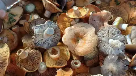 Imagen 1 de La temporada de recogida de setas se acerca a su final sin haber cumplido las altas expectativas