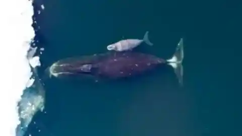 Imagen 1 de Descubren una proteína que permite vivir a las ballenas de Groenlandia más de 200 años