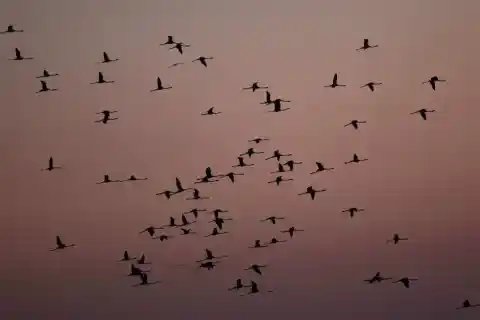 Imagen 1 de Elisabet Riera brinda a ‘Els alats’ un text captivador sobre les criatures aèries