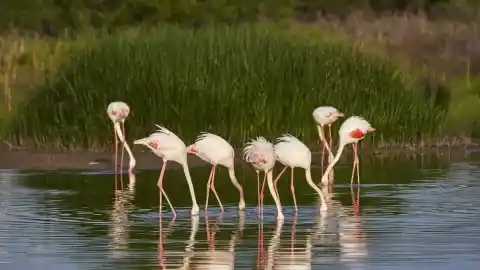 Imagen 1 de La migración estacional de los flamencos hace que envejezcan más tarde
