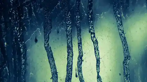 Imagen 1 de La cara más artística de la ilustración científica