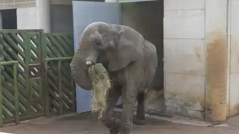 Imagen 1 de Muere el elefante Jums, macho dominante de Cabárceno, después de una pelea con uno de sus hijos
